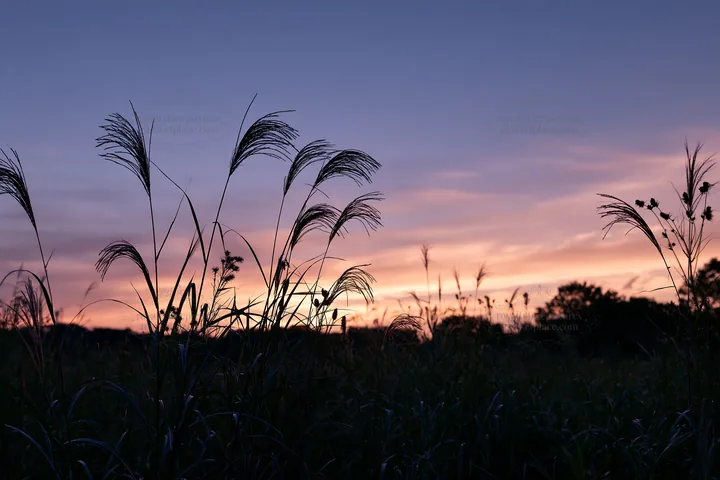 Tokyo urban biodiversity meadow with seedheads at sunset - AI-generated stock image