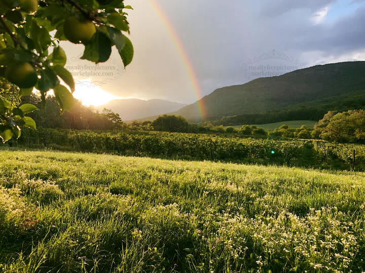 Valley apple meadow with sunset and rainbow in the background - AI-generated stock image