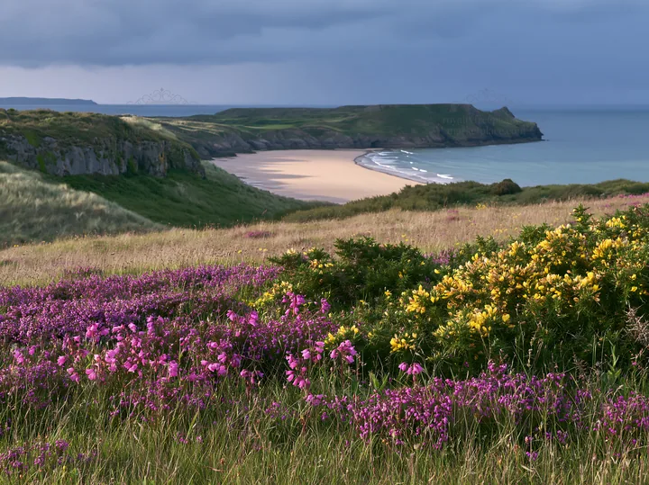 Coastal meadow with colorful flowers near the shore - AI-generated stock image