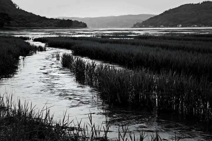 Black and white shiga wetland meadow climate adaptation reeds in a natural setting - AI-generated stock image