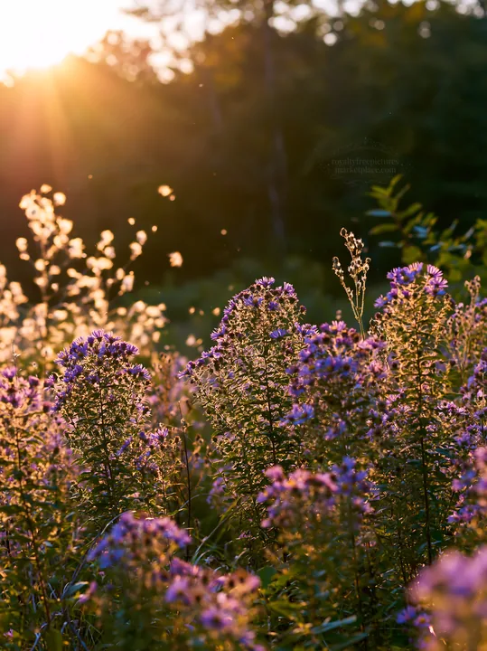 Colorful aster meadow during sunset - AI-generated stock image