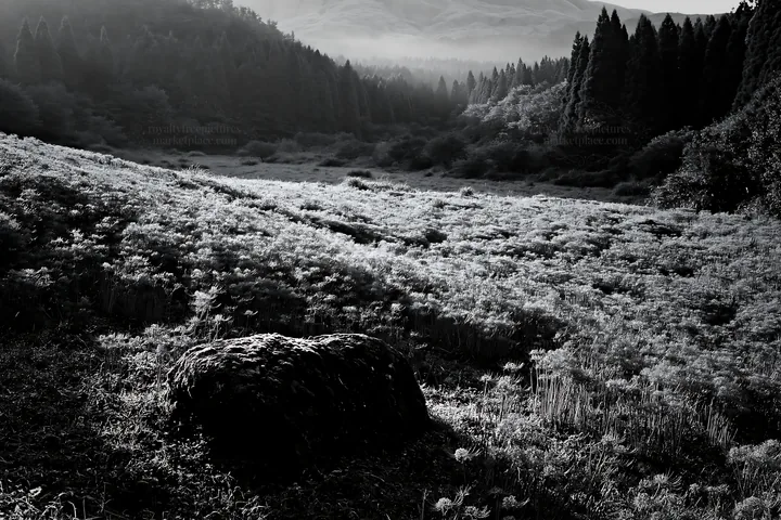 Black and white misty meadow with moss covered stone in Shimane - AI-generated stock image