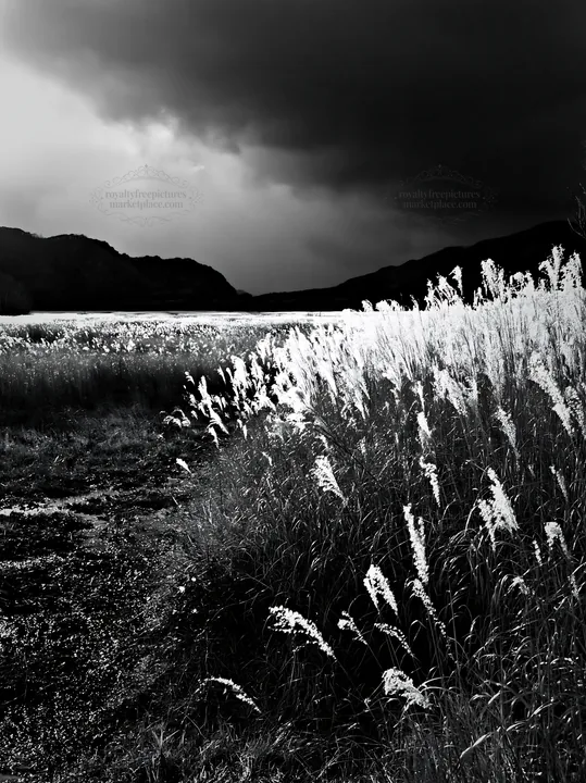 Shiga wetland meadow in black and white with reeds - AI-generated stock image