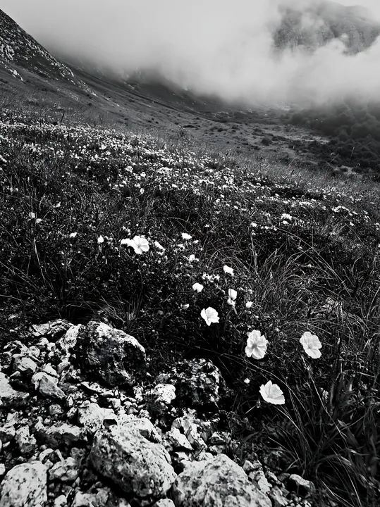 Cloudy rockrose meadow on a limestone slope - AI-generated stock image