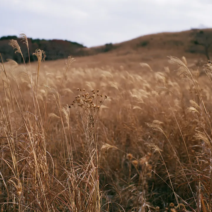 Okayama golden meadow with seedhead foreground - AI-generated stock image