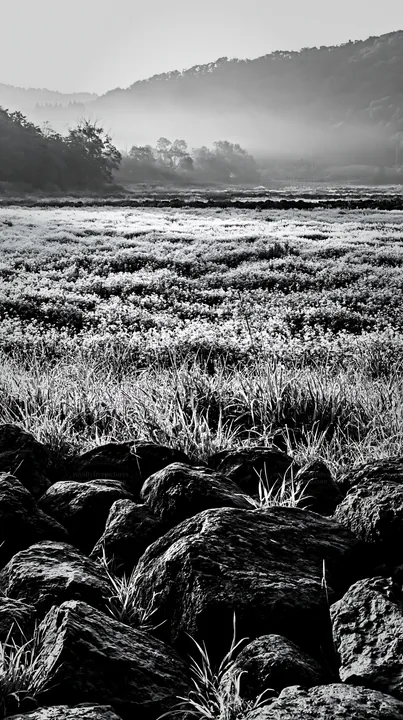 Black and white kanagawa heat resilient meadow volcanic stones in morning light - AI-generated stock image