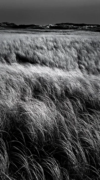 Black and white tottori windy meadow with dune grasses swaying under blue sky - AI-generated stock image