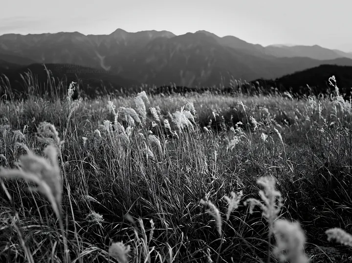 Black and white ehime twilight meadow with dry seedheads - AI-generated stock image