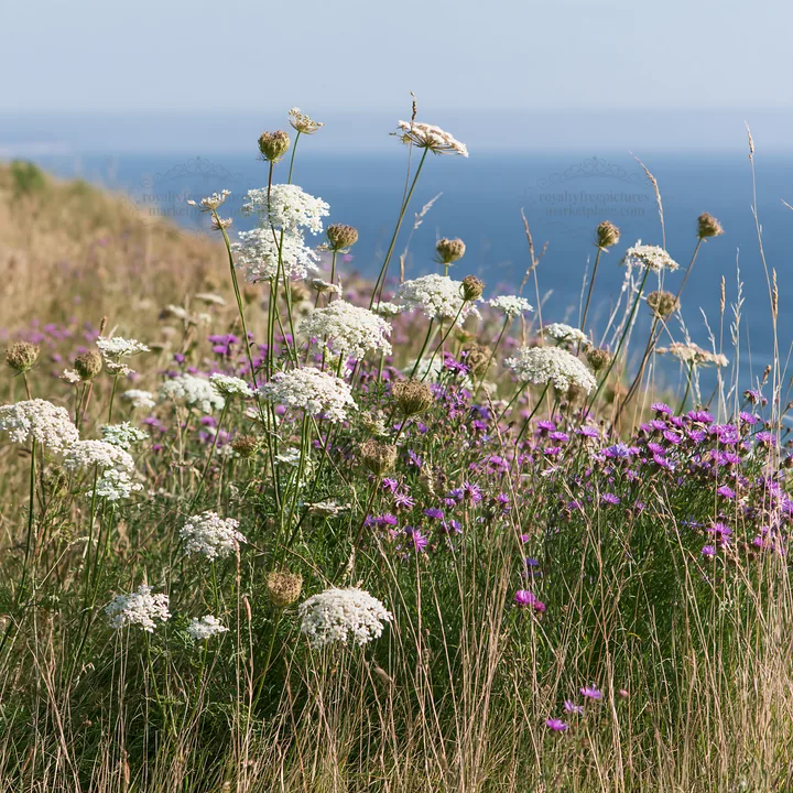 Clifftop meadow with wildflowers and ocean view - AI-generated stock image