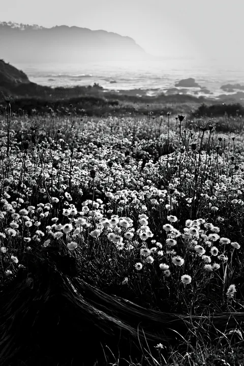 Nagasaki coastal meadow with driftwood and wildflowers - AI-generated stock image