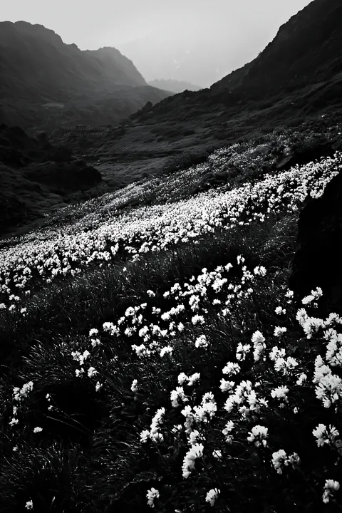 Meadow filled with silver dew on flowers in mountainous landscape - AI-generated stock image