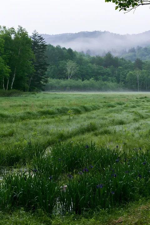 Expansive Hokkaido restoration meadow with dewdrops - AI-generated stock image