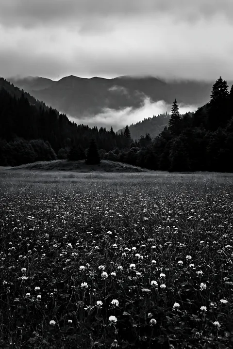 Clover cornflower meadow under cloudy sky - AI-generated stock image