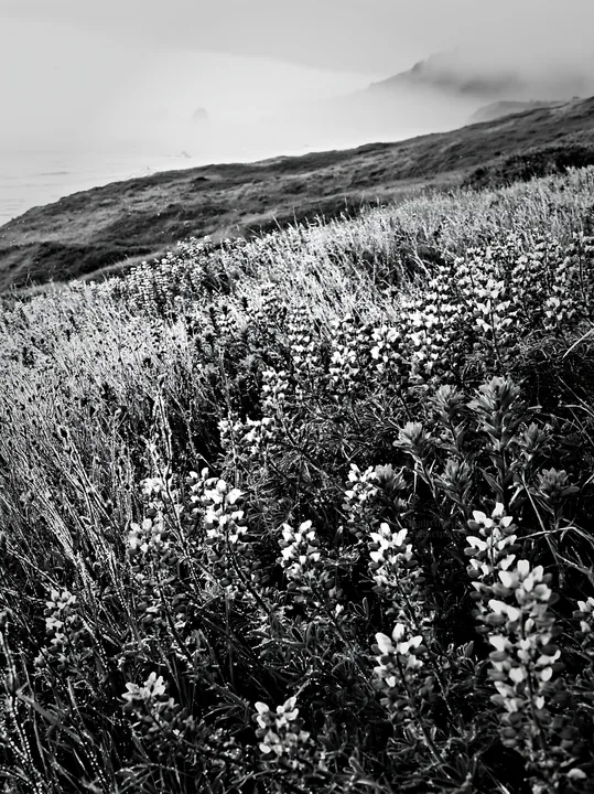 Black and white colorful flowers in a coastal meadow by the sea - AI-generated stock image