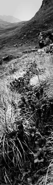 Black and white rainy valley meadow with blue flowers along the path - AI-generated stock image