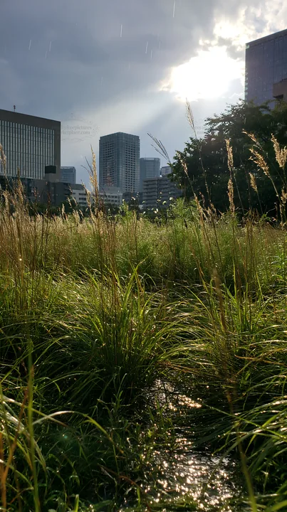 Tokyo urban biodiversity meadow with seedheads in the city - AI-generated stock image