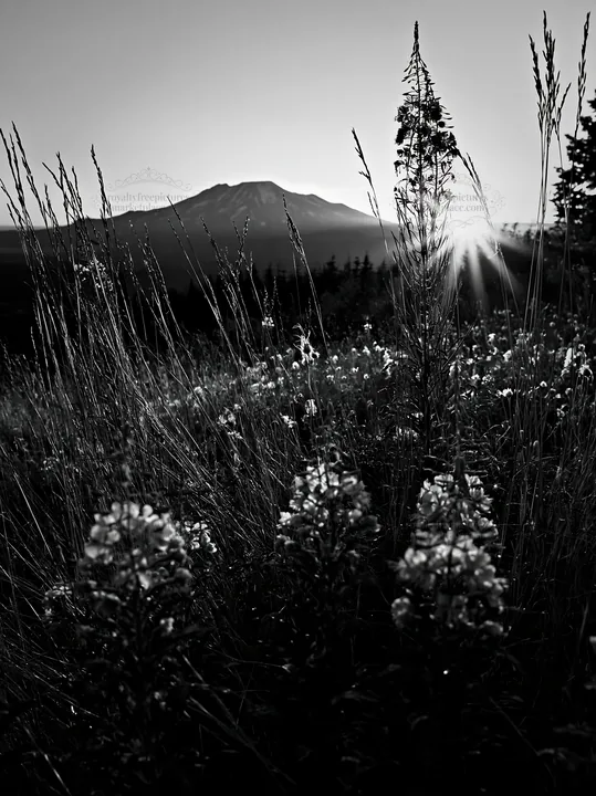 Fireweed meadow at sunset near mountain landscape - AI-generated stock image
