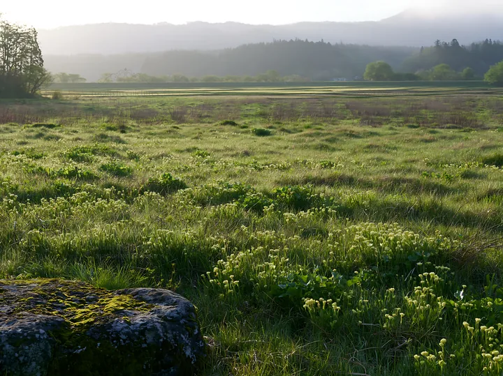 Mossy stone in the meadow at Miyagi during spring season - AI-generated stock image