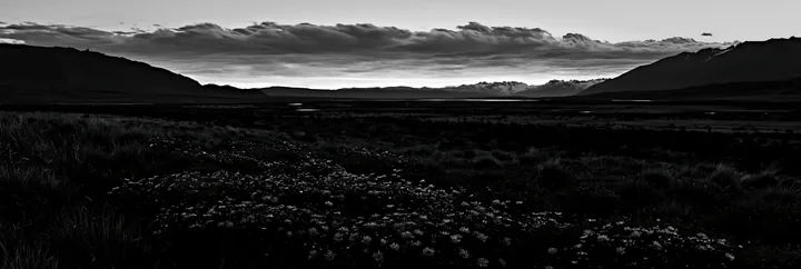 Black and white climate-resilient meadow with flowers under a colorful sky - AI-generated stock image