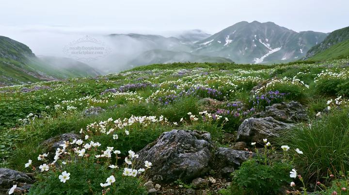Toyama alpine meadow snowmelt rock foreground with flowers - AI-generated stock image