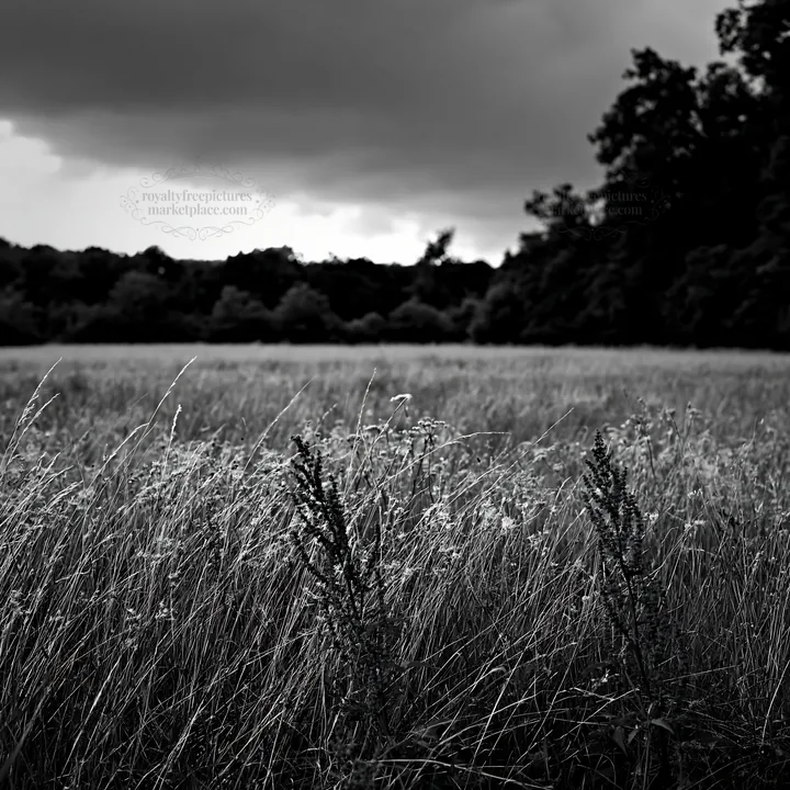 Black and white meadow with seedheads under cloudy sky - AI-generated stock image