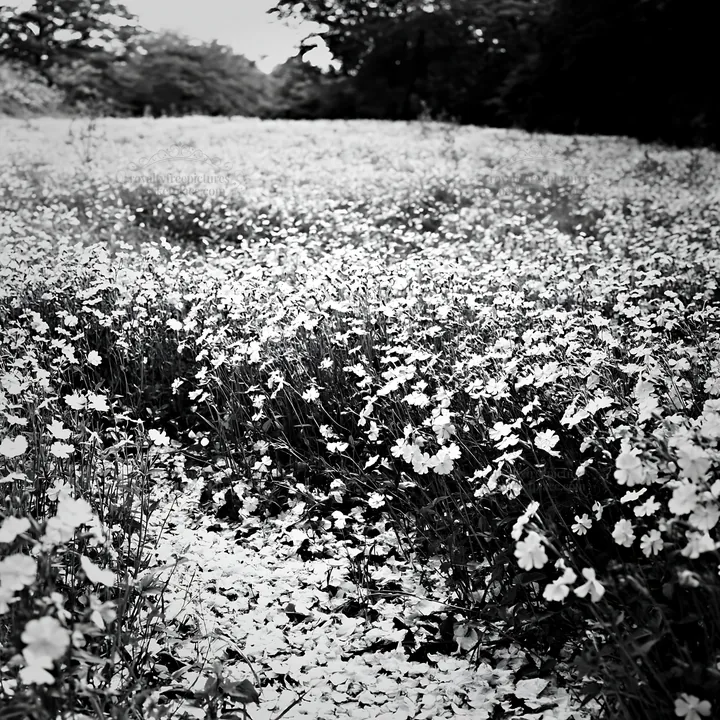 Fukuoka spring meadow with fallen blossoms in the foreground - AI-generated stock image