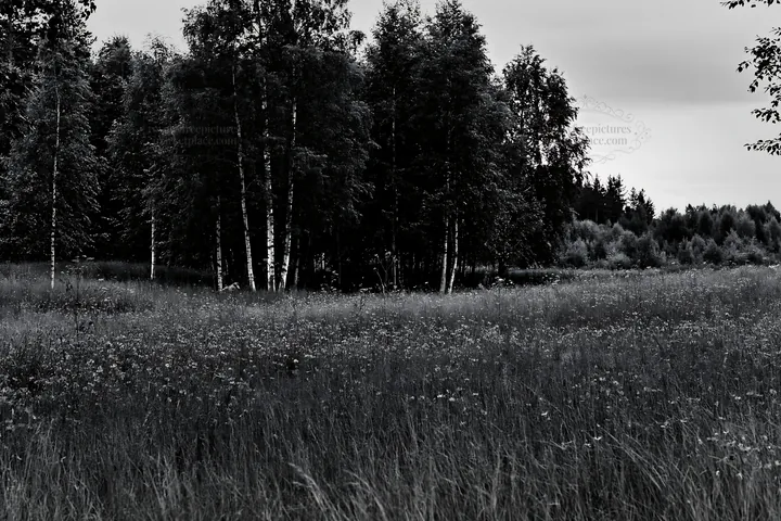 Black and white forest edge meadow with wildflowers and trees - AI-generated stock image