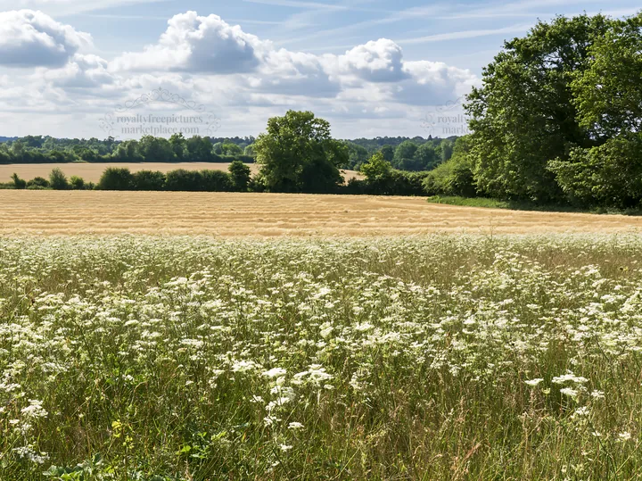 Sunny wild carrot meadow beside a field - AI-generated stock image