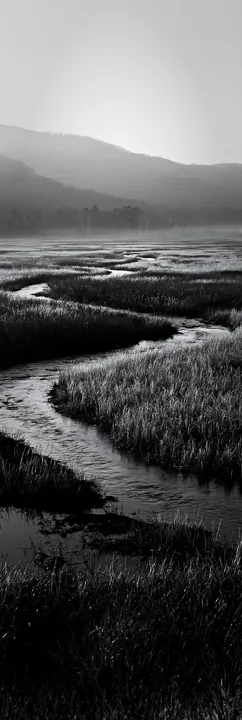 Black and white akita snowmelt meadow with silver grasses in late afternoon light - AI-generated stock image