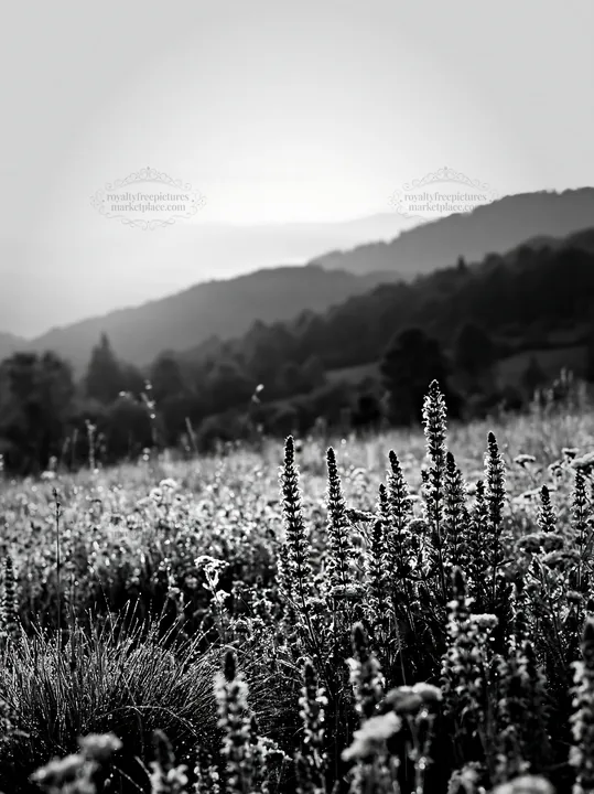 Rolling valley meadows with wildflowers and distant hills - AI-generated stock image