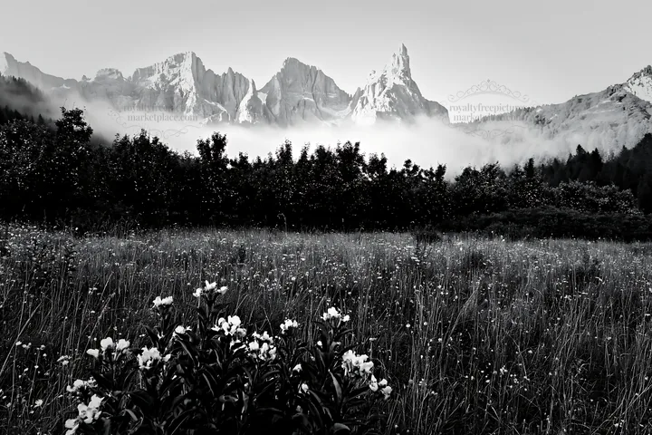 Foggy meadow with flowers and mountains in the background - AI-generated stock image