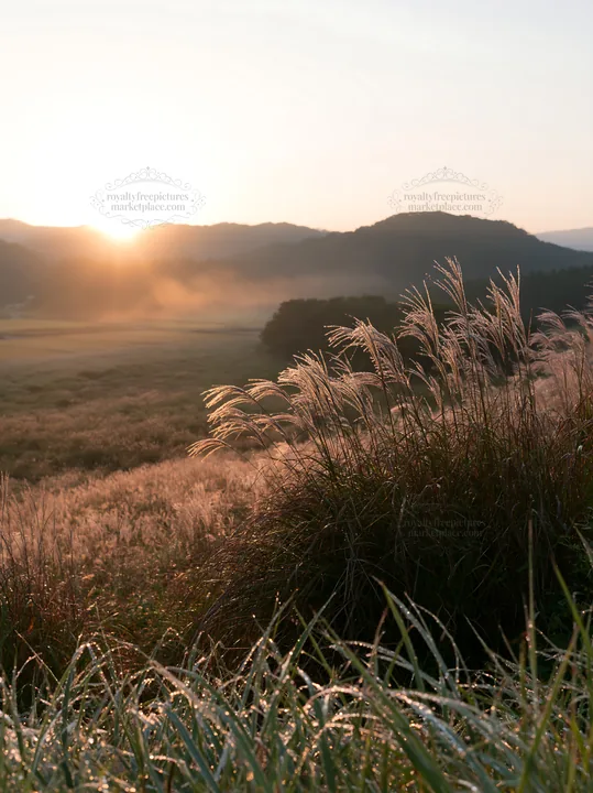 Sunrise over a meadow with dew covered sedges in Miyazaki - AI-generated stock image
