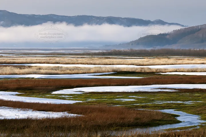 Akita snowmelt meadow with silver grasses in spring setting - AI-generated stock image