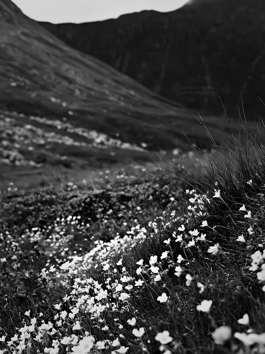 Black and white rewilding meadow with colorful flowers in natural setting - AI-generated stock image