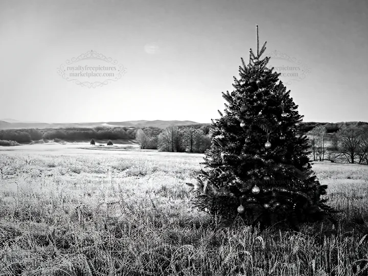 Vibrant Christmas tree in meadow under winter sunlight - AI-generated stock image
