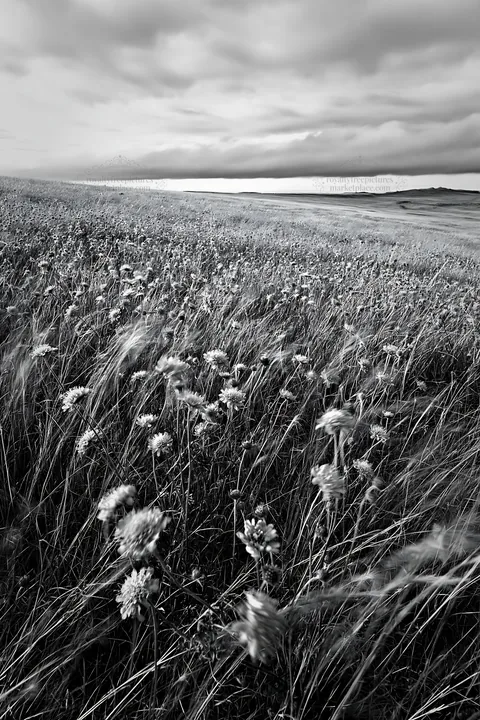 Cloudy scabious meadow on chalk slope with wildflowers - AI-generated stock image