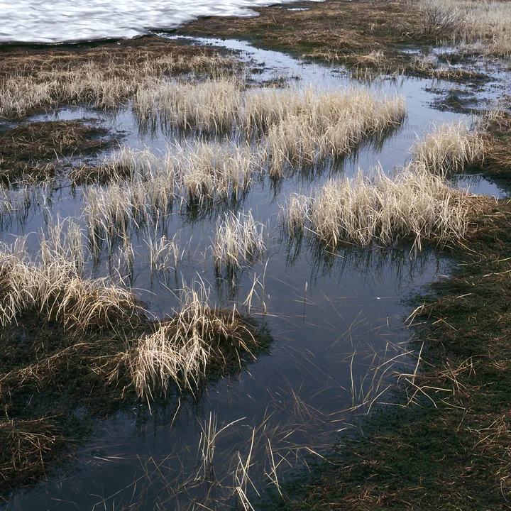 Akita snowmelt meadow with silver grasses by a wetland area - AI-generated stock image
