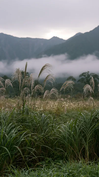 Biodiverse Nagano silver grass meadow dew glistens on plants - AI-generated stock image