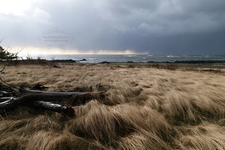 Ishikawa coastal meadow storm washed driftwood - AI-generated stock image