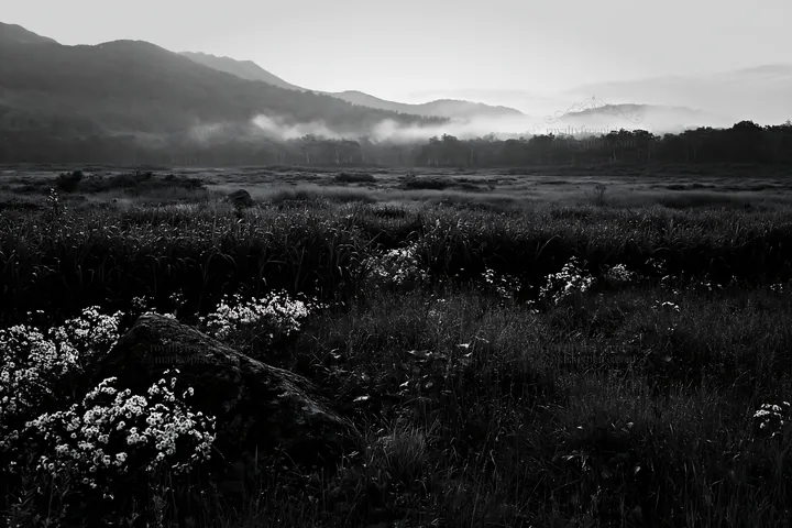 Black and white aomori climate resilient meadow with boulder - AI-generated stock image