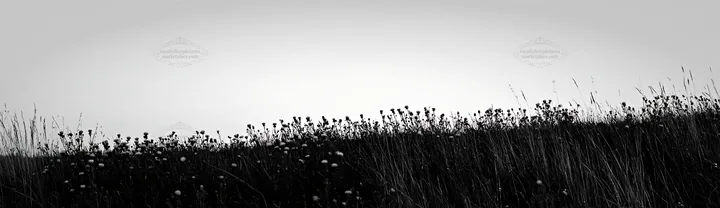 Meadow with knapweed at dusk - AI-generated stock image