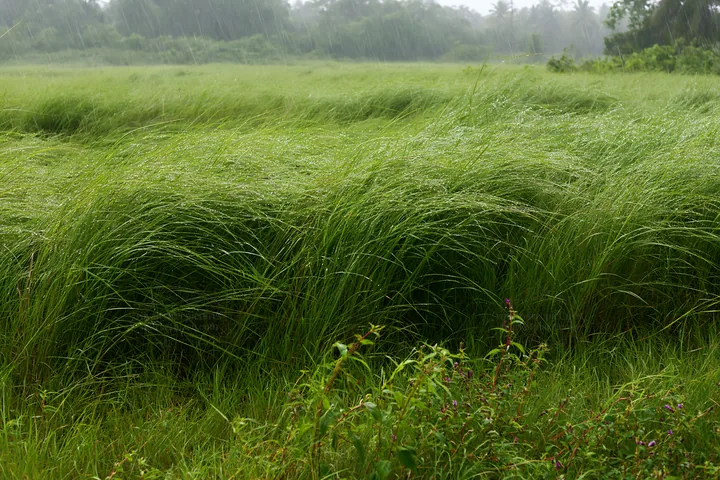 Kochi monsoon meadow rain beaded grasses - AI-generated stock image