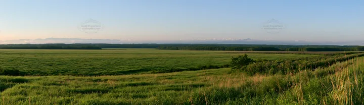 Expansive Hokkaido restoration meadow with dewdrops - AI-generated stock image