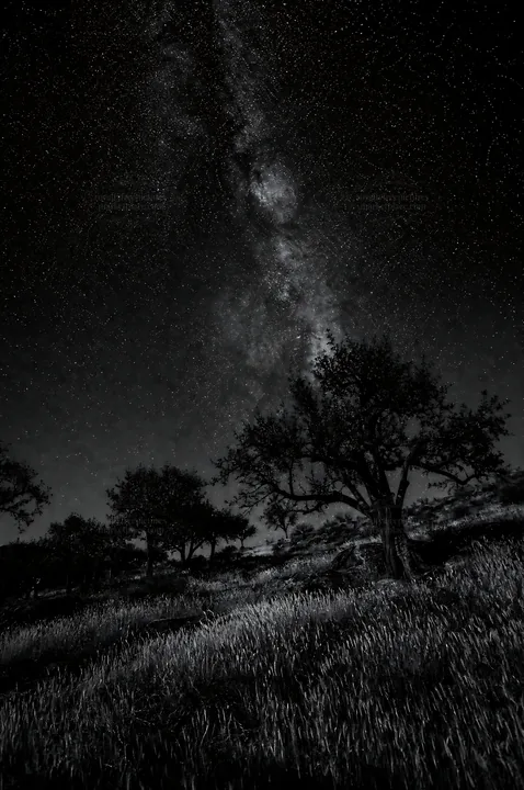 Black and white hillside apple meadow under a starry night sky - AI-generated stock image