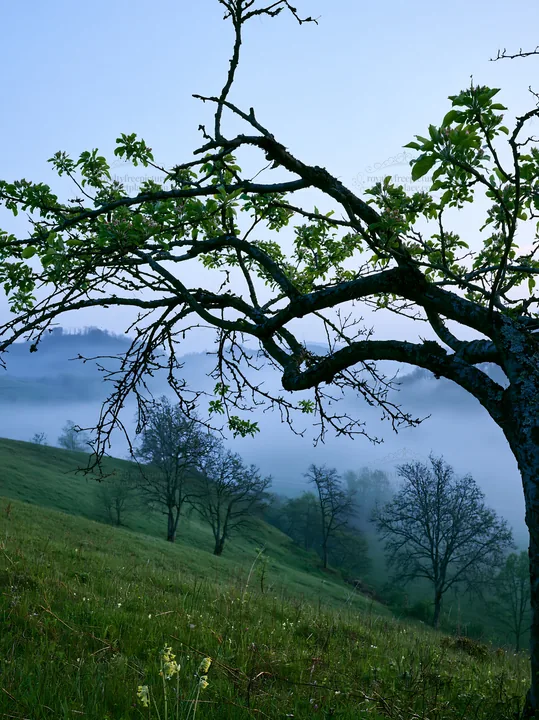 Hillside apple meadow with trees and morning fog - AI-generated stock image