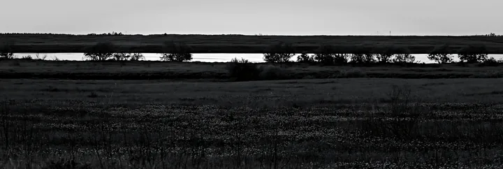 Clover cornflower meadow with water view in black and white - AI-generated stock image