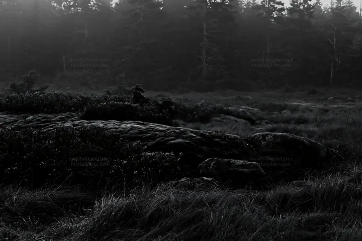 Mossy boulders in a meadow on a foggy day - AI-generated stock image
