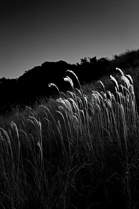 Black and white ehime twilight meadow with dry seedheads - AI-generated stock image
