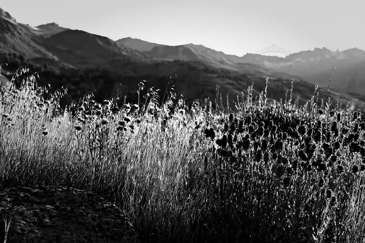 Black and white seedhead meadow with distant mountains and clear sky - AI-generated stock image