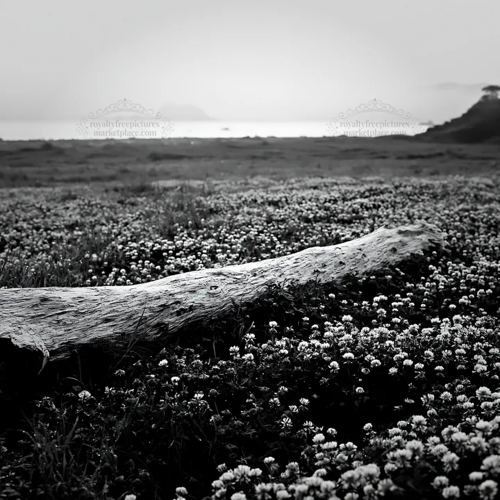 Nagasaki coastal meadow with driftwood and flowers - AI-generated stock image